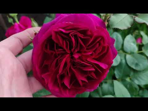 Видео: Моя любовь Розы Д. Остина. 10 сортов ч.2