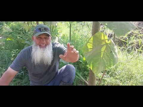 Видео: Дарахти ПАВЛОНИЯ  чияй.