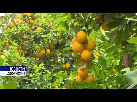 Видео: Таджикские лимоны.