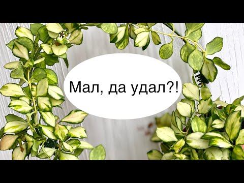 Видео: Hoya heuschkeliana variegata- мелколистная