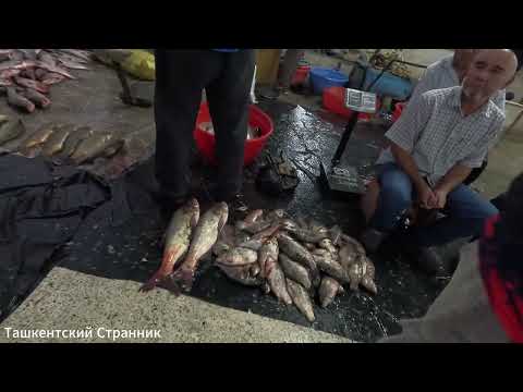 Видео: Сырдарья без улова: рыбы нет, но настроение отличное!