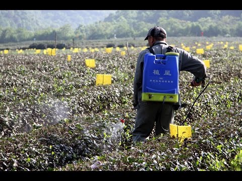 Видео: Фильм "КИТАЙ: Путь чая". 1 серия