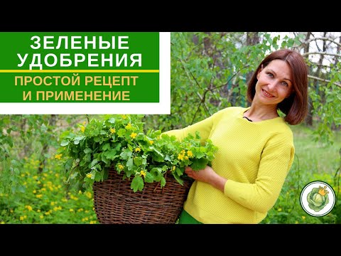 Видео: ЗЕЛЕНЫЕ УДОБРЕНИЯ - лучшая  подкормка для первой половины лета//рецепт приготовления