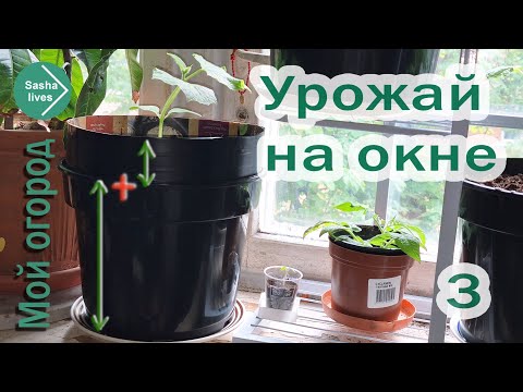 Видео: Вытянулась рассада огурцов? Спасаем, поднимая высоту горшка.