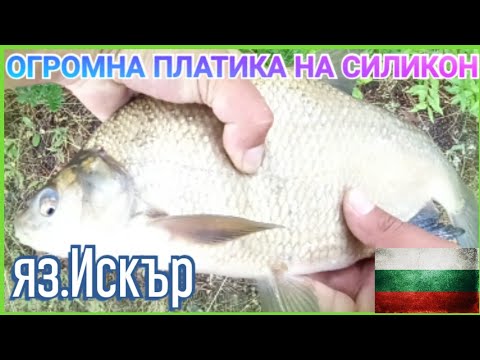 Видео: РИБОЛОВ НА яз.ИСКЪР