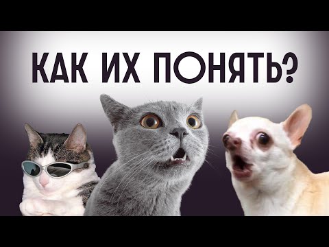 Видео: Тайный язык домашних животных / Редакция.Наука