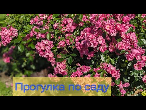 Видео: 10 июля 2025 г.Обзор сада/ Гортензии готовятся к цветению/Роза Ангела и другие