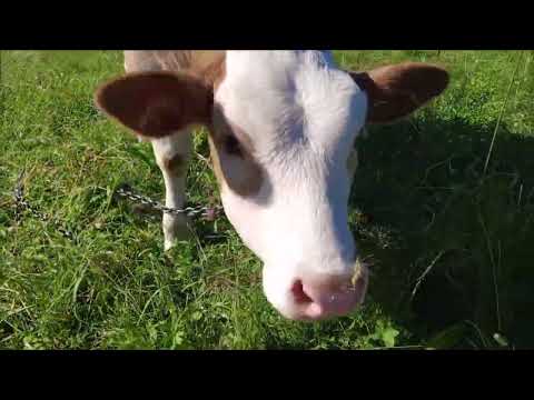 Видео: Деревенская жизнь фермера. Хвали утро, радуйся вечеру .