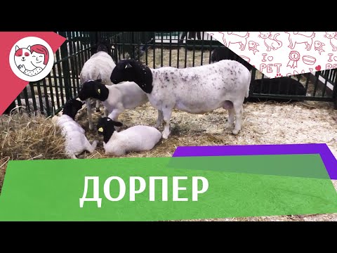 Видео: Дорпер на ilikepet. Особенности породы, уход