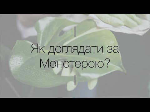 Видео: Як доглядати за Монстерою?