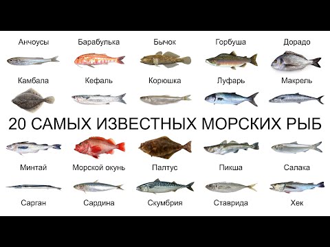 Видео: Топ 20 САМЫХ ИЗВЕСТНЫХ МОРСКИХ РЫБ