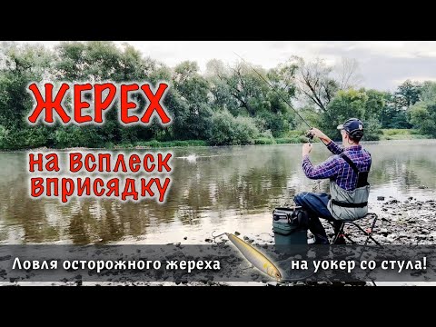 Видео: ЖЕРЕХ на ВСПЛЕСК со стула - ловля осторожной рыба на топвотеры | Речной жерех в тёплой воде