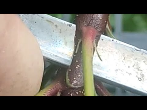 Видео: 10 августа 2025 г.