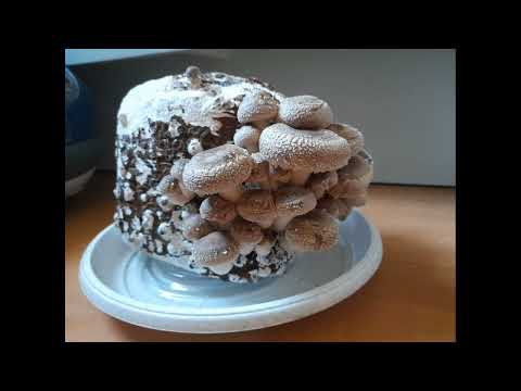 Видео: Как китайцы 20 лет назад грибы выращивали. Мои впечатления об одном старом видео