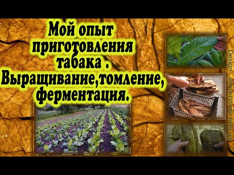 Видео: Приготовление и ферментация табака