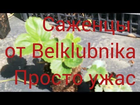 Видео: саженцы клубники.  Belklubnika. осторожно обман.