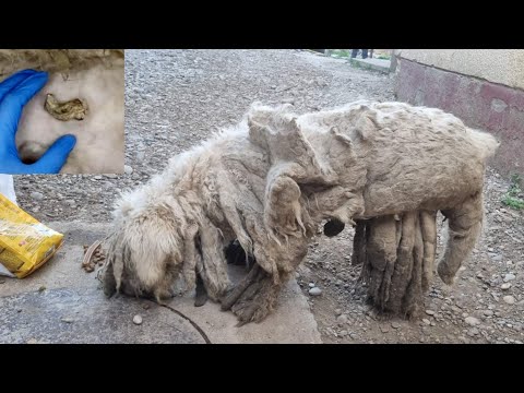 Видео: Эта собака умоляла нас помочь ей — постарайтесь не плакать
