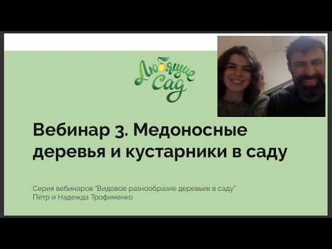 Видео: Медоносные деревья и кустарники в саду