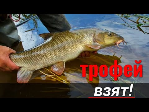 Видео: Рыбалка УСАЧА на КУРИНЫЕ КИШКИ. Удочка в ДУГУ. Трофей взят!!! #усач