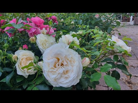 Видео: Вечерняя прогулка по розарию. 4 июля 2023