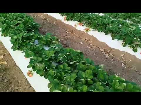 Видео: Сорт земляники садовой (клубники) Мурано