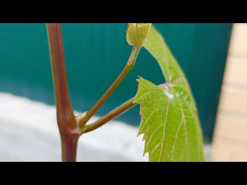 Видео: Удаление пасынков винограда