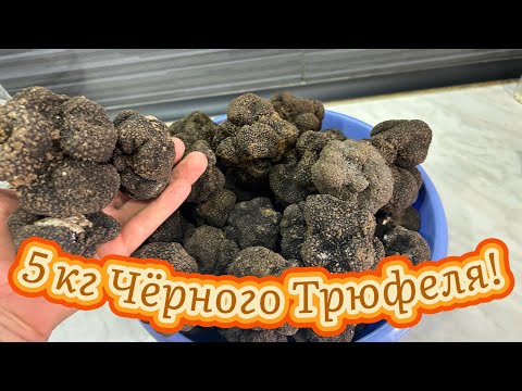 Видео: За Чёрным Трюфелем!часть 2! Black Truffles Hunting! Tuber Aestivum! Tartuffa! 2024 # truffle #Tuber