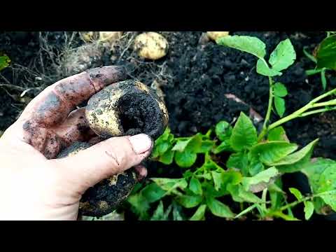 Видео: На Еду начала Копать🥔🥔🥔 КАРТОФЕЛЬ.  Медведка Безжалостно 😢 Кушает Картошку  10 июля 2022г.