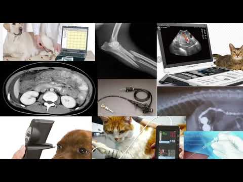 Видео: Инструментальные Методы Диагностики в Ветеринарии. Вводная Лекция