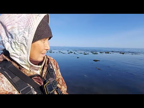 Видео: Жареная ламинария и молочные берега..