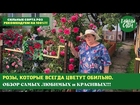 Видео: МАМА ЛЮБИТ ЭТИ РОЗЫ. СИЛЬНЫЕ СОРТА РОЗ. РОЗЫ, КОТОРЫЕ ВСЕГДА ЦВЕТУТ ОБИЛЬНО. ОБЗОР САМЫХ ЛЮБИМЫХ.