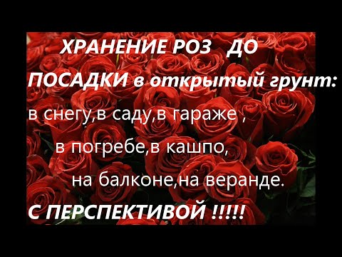 Видео: Хранение саженцев роз до посадки в открытый грунт :в снегу,в саду,в кашпо,в гараже,в погребе...