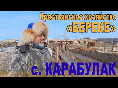 Видео: Крестьянское хозяйство "Береке" с. Карабулак