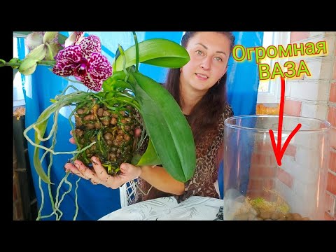 Видео: Это БЫЛО очень СЛОЖНО... Дикой КОТ в самом БОЛЬШОМ горшке/ пересадка орхидеи в керамзит
