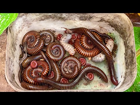 Видео: Эпическая подборка ловли насекомых – гигантские насекомые обнаружены! Многоножки, черви, охота на...
