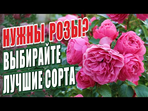 Видео: ВЫБИРАЙТЕ ЛУЧШИЕ СОРТА РОЗ ДЛЯ ШЕДЕВРАЛЬНОГО САДА