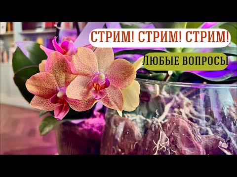 Видео: Обсуждаем орхидеи и не только!