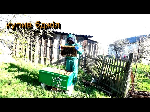 Видео: Купив сім'ю бджіл навчаюсь. Бджільництво з нуля мед для себе...