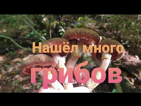 Видео: Поиск грибов в наших лесах 🍄🍄 #729