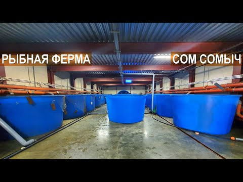 Видео: Разведение клариевого сома. Рассказ о хозяйстве. Рыбная ферма Сом Сомыч