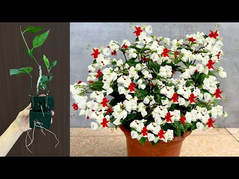 Видео: Clerodendron thomsonae великолепен и чист и как размножить его на много корней