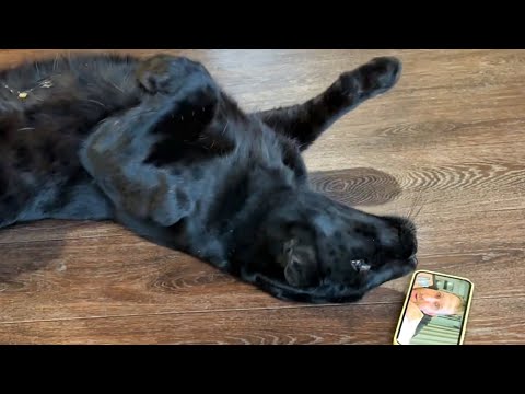 Видео: Пантера Луна звонит Вове😸😂