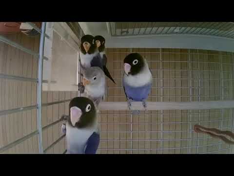 Видео: Масковые неразлучники фиолетовая мутация с пополнением II