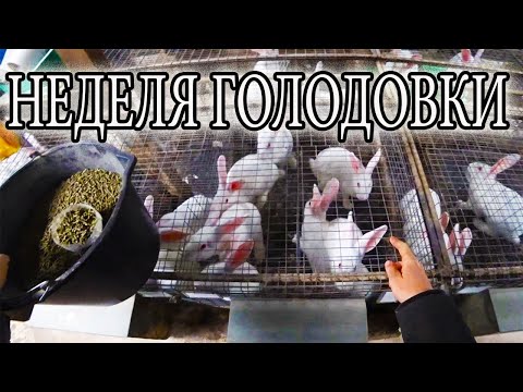 Видео: КРОЛИКИ КОРМЛЕНИЕ, РАССАДКА, ОСМОТР ГНЕЗДА