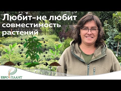 Видео: Совместимость растений.