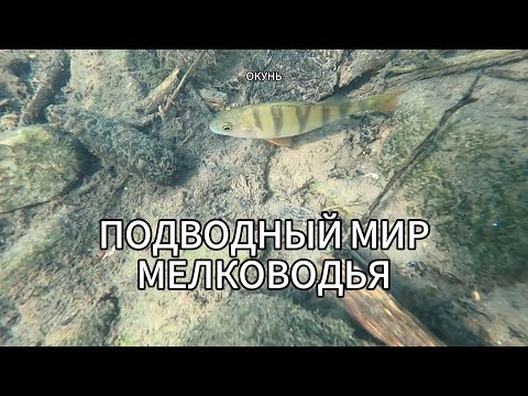 Видео: ПОДВОДНЫЙ МИР МЕЛКОВОДЬЯ...