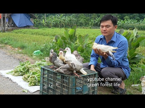 Видео: Продайте стаю птиц и овощей.  Роберт |  Зеленая лесная жизнь