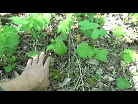 Видео: Первая посадка табака.