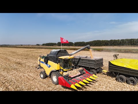 Видео: Уборка кукурузы, это только начало, дальше будет интереснее🌽🌽🌽#manaiagro #limagrain #farming