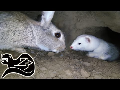 Видео: Игривый охотник - Хорек на охоте за кроликами 20